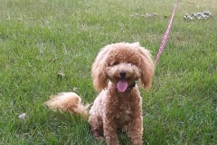 Gracie