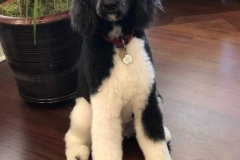 Bailey