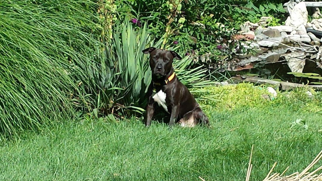 Invisible Fence® Independent Repair & Service Dawg Fence